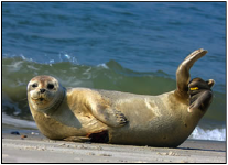 Dover Sea Safari trips to the Goodwin Sands